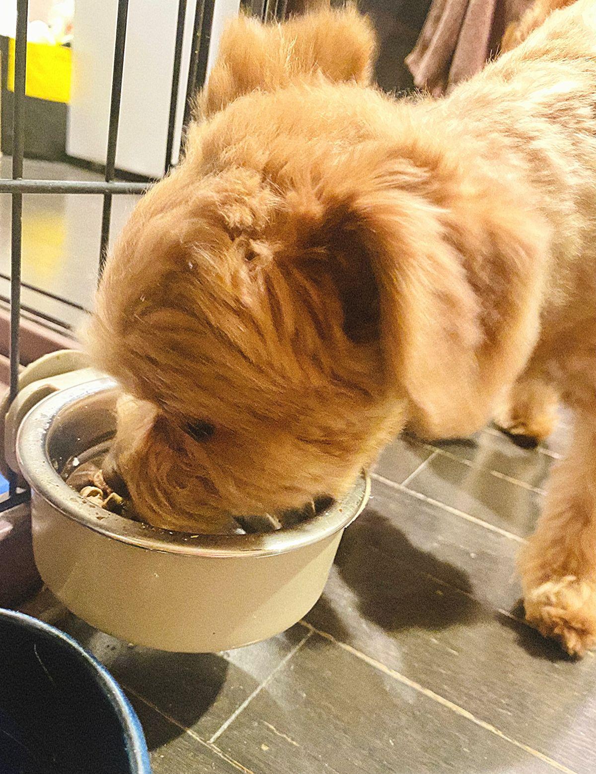 ただいま🐕