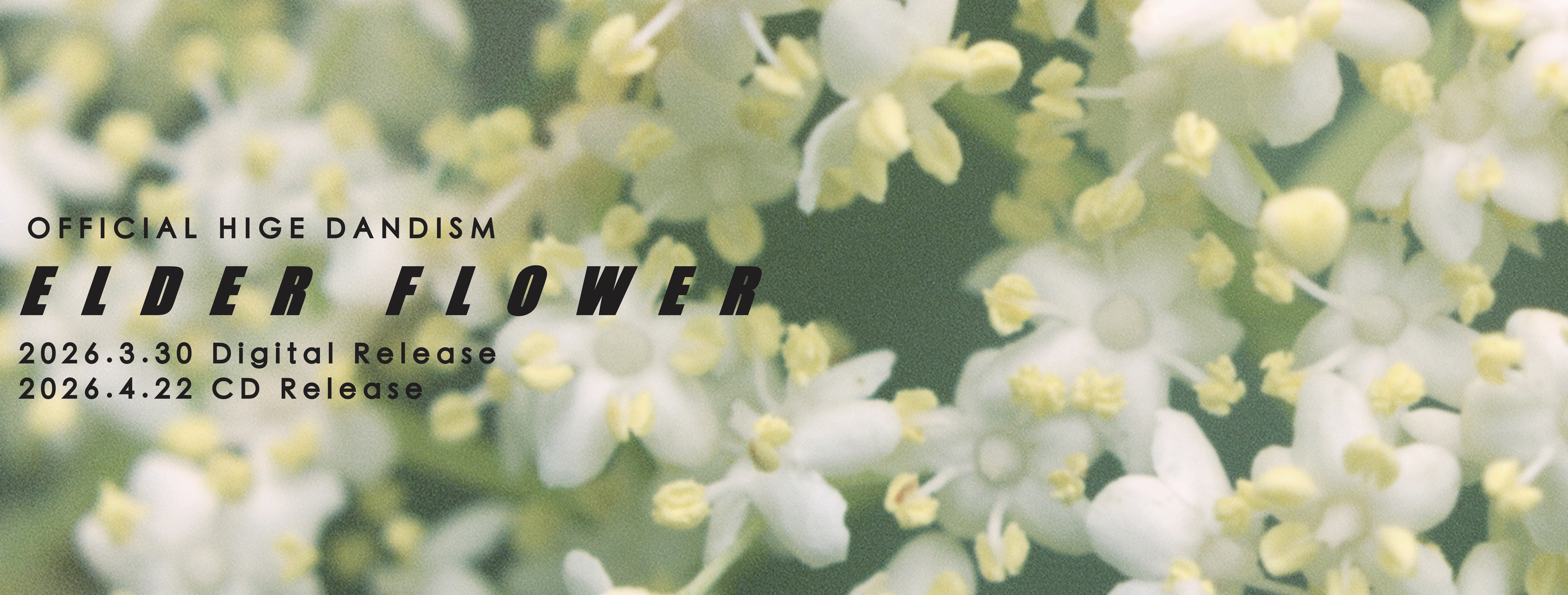 エルダーフラワー